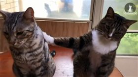 貓,貓砂,陽台,兇手,背叛,出賣,拍肩（圖/翻攝自catmantoo IG）