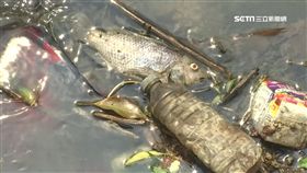 臭水溝狂撈百隻吳郭魚 目擊者質疑