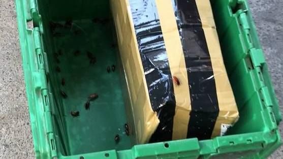 賣家寄活體蟑螂包裹　物流人員崩潰