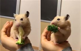 倉鼠想外帶花椰菜　努力半天徒勞無功
（圖／翻攝自推特）