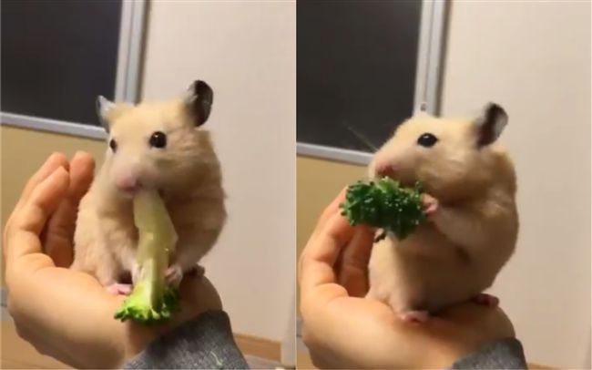 倉鼠想外帶花椰菜　努力半天徒勞無功