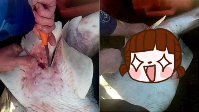 漁夫充當產婆　為母鯊剖腹救鯊BB