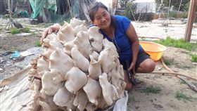 巨無霸野菇 白色松茸　圖／翻攝畫面