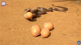 蛇吐雞蛋（圖／翻攝自Daily Mail YouTube）