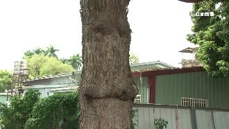 百年樟樹現人臉！神撞臉《魔戒》樹人