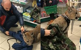 寵物買新衣！驚見「美洲獅」趴地試穿
（圖／翻攝自@l_am_puma IG）