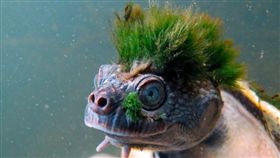 Rikki Gumbs,ZSL,Mary River turtle,隱龜,澳洲,短頸龜,絕種,爬蟲類　圖／翻攝自推特　https://goo.gl/zqWk8b