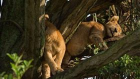 無人性！烏干達8野生幼獅遭毒殺　名攝影淚崩
非洲,烏干達,伊莉莎白女王國家公園,國家地理頻道,野生獅,下毒,毒殺
https://goo.gl/Fx2VND