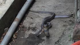 嘉義,議員,服務處,眼睛蛇,交配,交纏,戴光宗