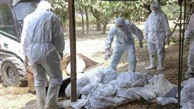 台南土雞場確診禽流感　撲殺逾萬隻台南市歸仁區一處土雞場確診H5N2亞型高病原性禽流感，台南市動保處隨即派員到場執行逾萬隻土雞的撲殺作業。（台南市動保處提供）中央社記者楊思瑞台南傳真　107年4月16日