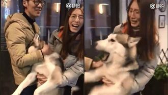 哈士奇失戀討拍　網笑：真的是單身狗