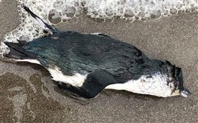 Little Blue Penguin,企鵝,屍體,海岸,紐西蘭,塔斯馬尼亞,澳洲,Julia Graham,Graeme Taylor　圖／翻攝自Radionz https://goo.gl/WFdBXc