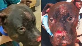 英國,狗狗,咬傷,吸毒,主人,受傷,抓傷,神智,鬥牛㹴,大麻
https://www.youtube.com/watch?v=yQUvD8VvME4