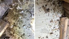中國大陸,地板,白蟻,木製,傢俱（圖／翻攝自微博）
