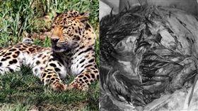 豹,獵豹,露營,德國,非洲,Hardy Specker,Petra Windmeisser,爪痕,攻擊,襲擊　圖／翻攝自推特　