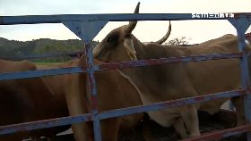 JK小英抵史國0600