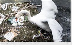 環境,哥本哈根,丹麥,天鵝湖,垃圾,人類,動物,天鵝,產卵
https://www.dr.dk/nyheder/regionale/hovedstadsomraadet/billeder-svanens-skralderede-vaekker-bekymring