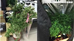 高雄,鼓山民宅,大麻,LED,刑事局,貓草(圖/翻攝畫面)
