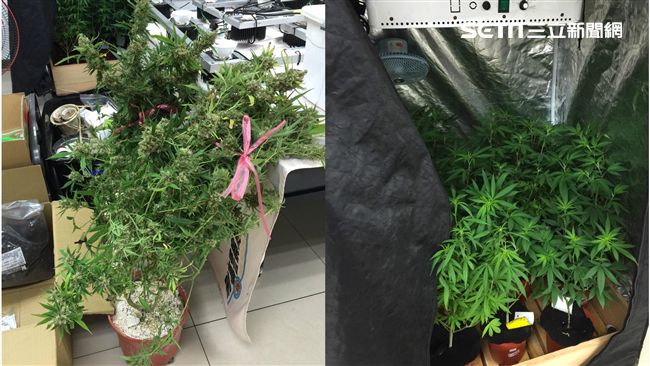 3男種大麻遭警逮　連寵物貓咪也遭殃
