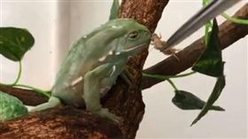 主人難得餵食　樹蛙：就是餓死也不吃
（圖／翻攝自-益生菌-微博）