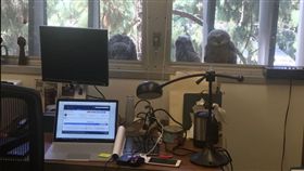 小貓頭鷹愛監視　研究室教授po網說「我快不行了」（圖／翻攝自推特 ＠mc_lens）