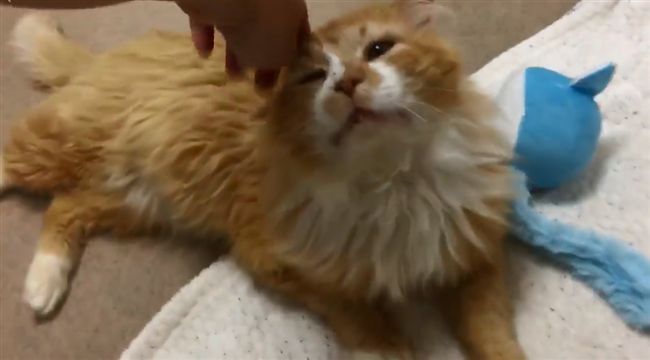 貓走20公里回家　飼主竟帶去安樂死