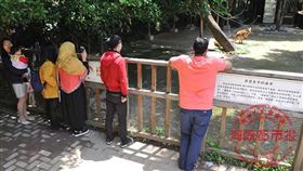 袋鼠,大陸,福州,動物園,石塊,遊客,狠心