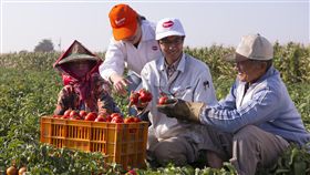 最美味可果美蕃茄醬　國人可安心食用