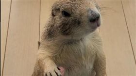 地表最傲嬌土撥鼠（圖／翻攝自Instagram／ikao26）