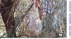 澳洲,維多利亞,塑膠袋,蜘蛛網,垃圾,毛毛蟲,巢,過敏(
圖／翻攝自Daily Mail）