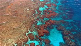 海水升溫…大堡礁珊瑚連2年白化　遭遇「災難性死亡」
圖／翻攝自Pixabay