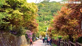 台北士林菁山槭樹。（圖／北市大地處提供）