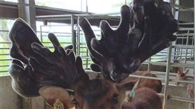 台灣國產新鮮鹿茸,林秋香老師,鹿茸,食在地食當季,凍齡之王,補身之王,中華民國養鹿協會