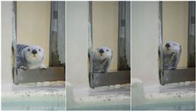 海獺,水族館,可愛（圖／翻攝自推特Takaaki Sawada）