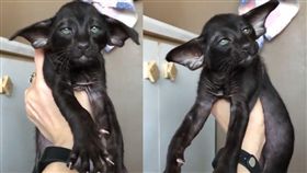 貓咪,毛小孩,東方短毛貓,搖晃,寵物,招風耳／翻攝自臉書