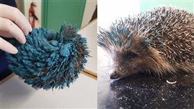 院子撿到藍色聖誕球會動！ 瀕死「音速小子」獲救(圖/翻攝自RSPCA臉書專頁)
