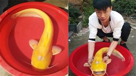 長江,黃金魚,黃色大口鯰(左圖翻攝中新網／右圖翻攝中國江西網)