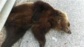 Marsican brown bear,義大利,瑪斯肯棕熊,無線電,追蹤器,麻醉,暴斃　示意圖／翻攝自推特　https://goo.gl/57abiX