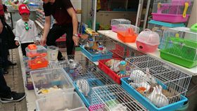 上海花鳥市場（3）花鳥市場不只賣花和鳥，其他動植物包括盆景、園藝工具、魚、兔子、烏龜等都可以在此買到。每到假日上海的花鳥市場都被擠得水洩不通，很多人攜家帶眷前往，小孩買蟋蟀、大人買盆栽，全家收穫滿載。中央社記者陳家倫上海攝　107年4月22日