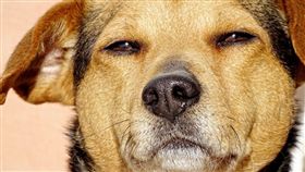 寵物,狗,貓,保險,肥胖,過重,受傷,理賠,減肥,英國　圖／翻攝自Pxhere　https://goo.gl/U6HUpQ