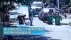 大陸一隻阿拉斯加雪橇犬遭割喉 （圖／翻攝自澎湃新聞）

