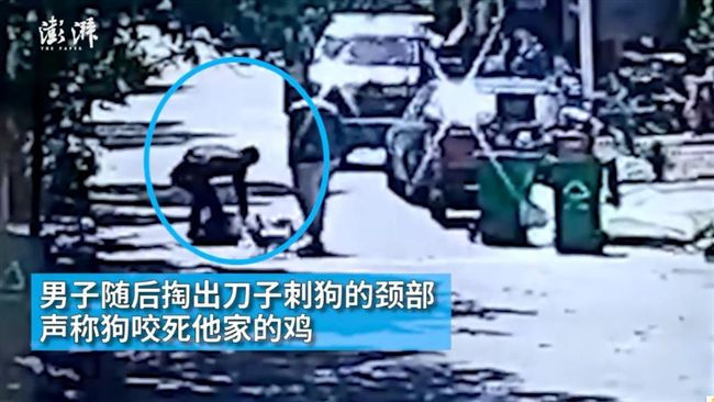 男怒吼「為雞報仇」　竟持刀朝狗割喉