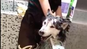 哈士奇說話了2（圖／翻攝自臉書社團YAN Pets）