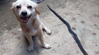 愛犬咬死眼鏡蛇　開心秀戰果卻成遺照