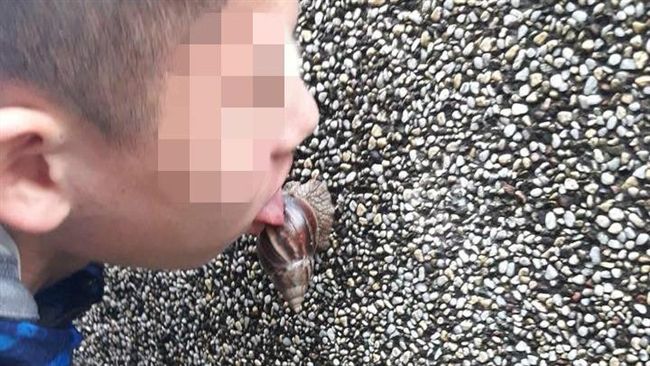 他把非洲蝸牛當「鮑」舔　網：想死嗎