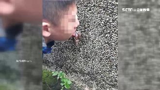 伸舌舔非洲大蝸牛！感染恐成植物人