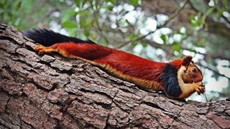 彩色松鼠體型如3歲小孩　生物家驚呆