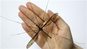 中國發現巨無霸蚊子_新華網
http://news.cri.cn/20180424/327aaa71-1816-8e71-f827-389c3d6572d8-4.html
