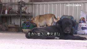 (重案)狗叼冤屍頭1800