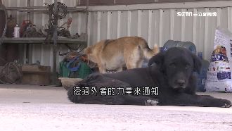 冤屈未伸？狗叼頭顱　分屍案露曙光